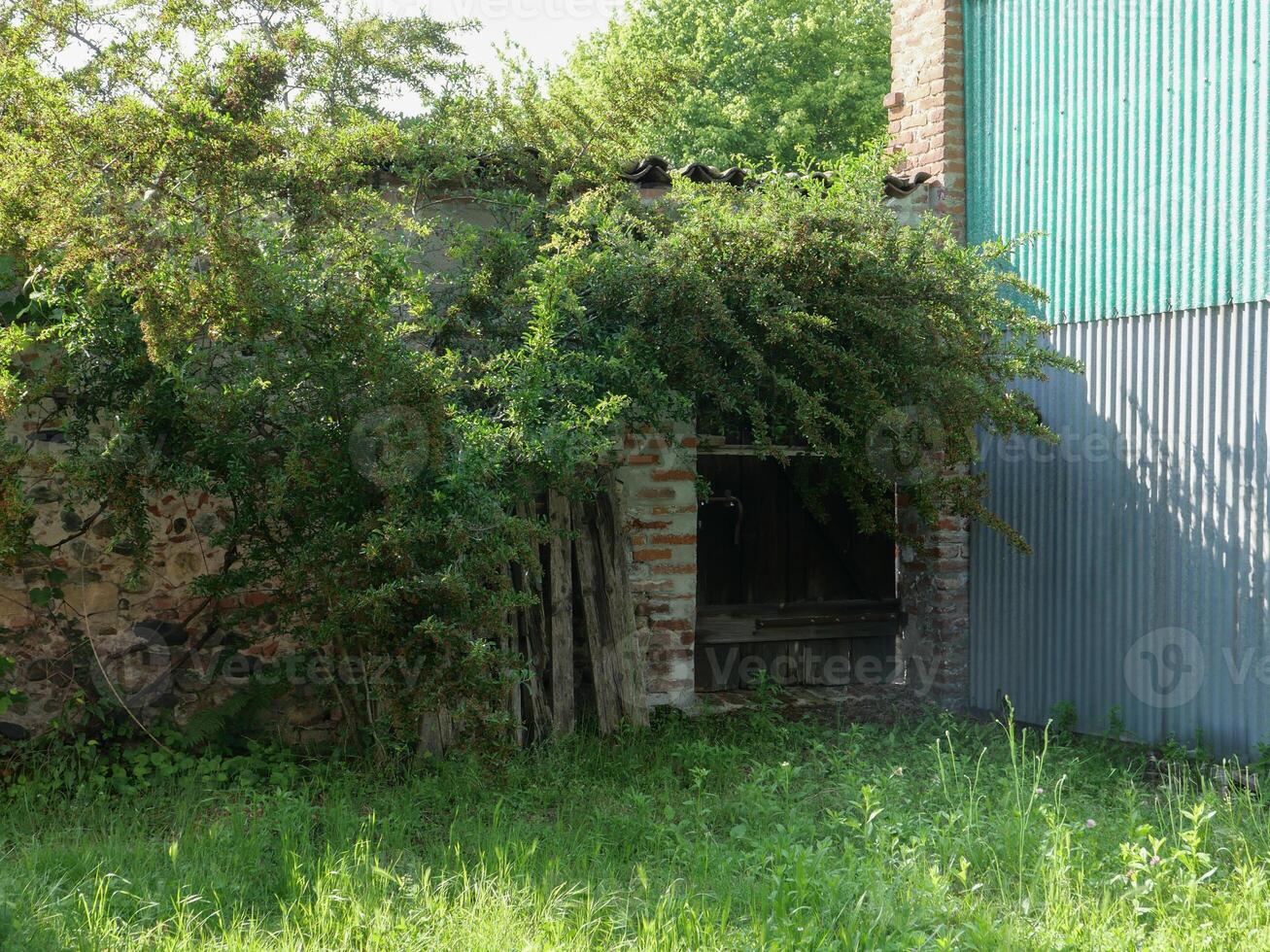 old wall and door overgrown with vegetation photo