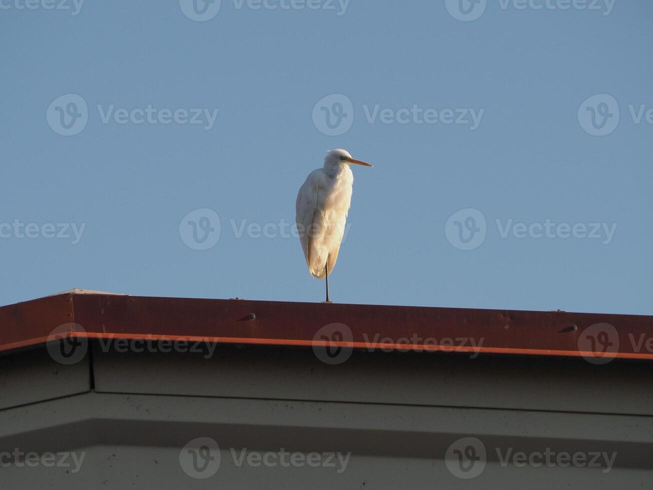white egret heron bird photo