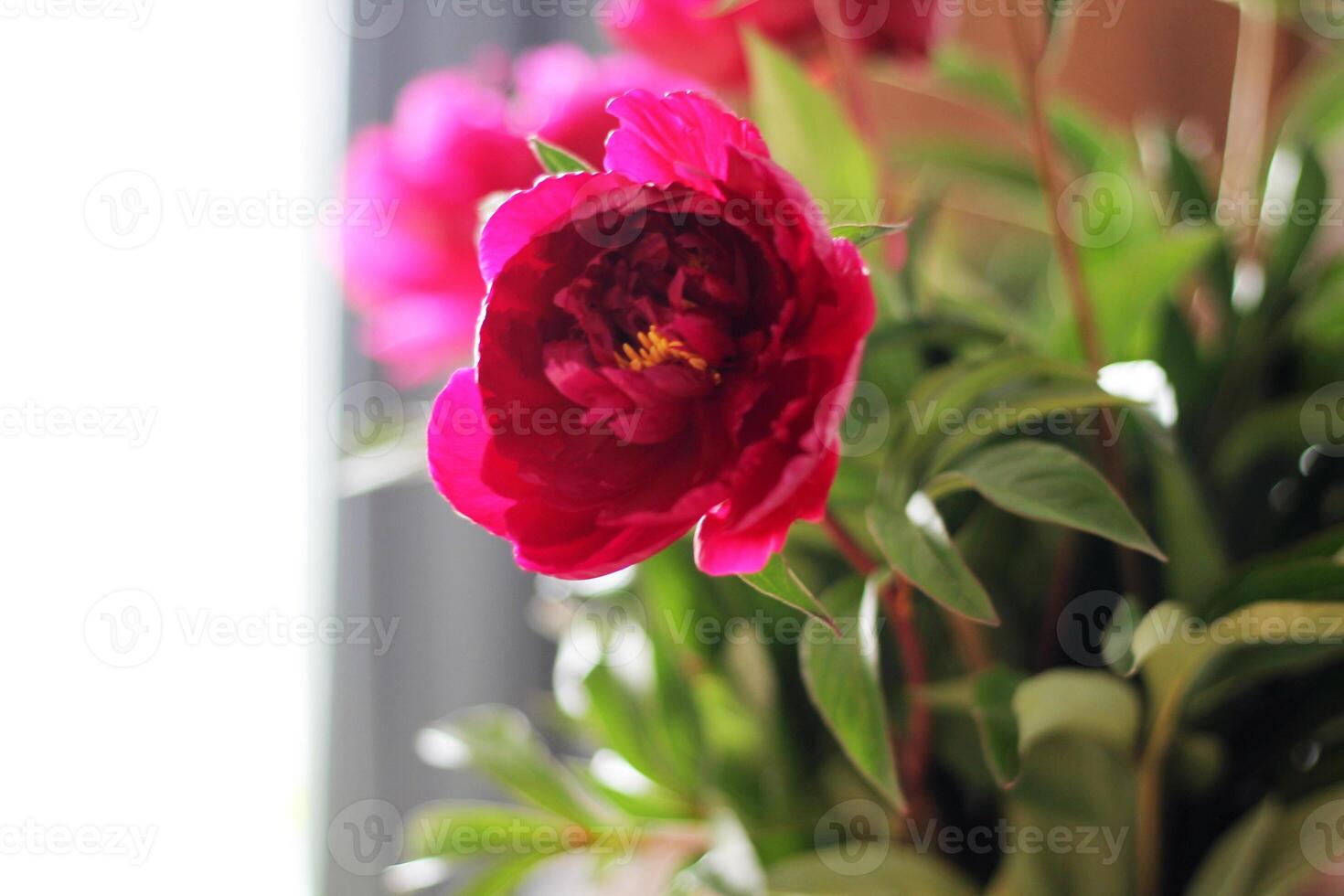 Pink Peonies in Full Bloom photo