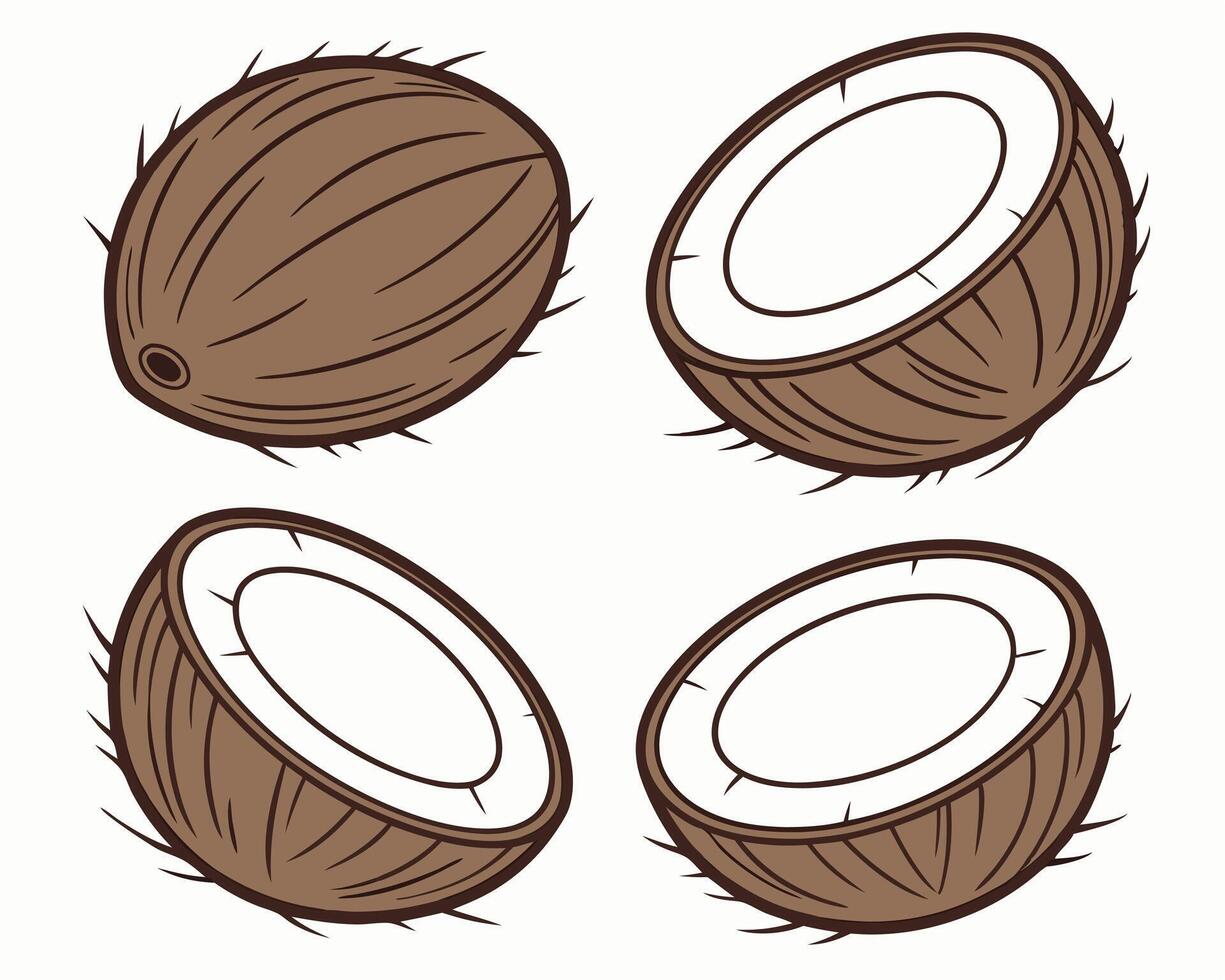 An illustration of whole coconut and coconut halves isolated on white background vector
