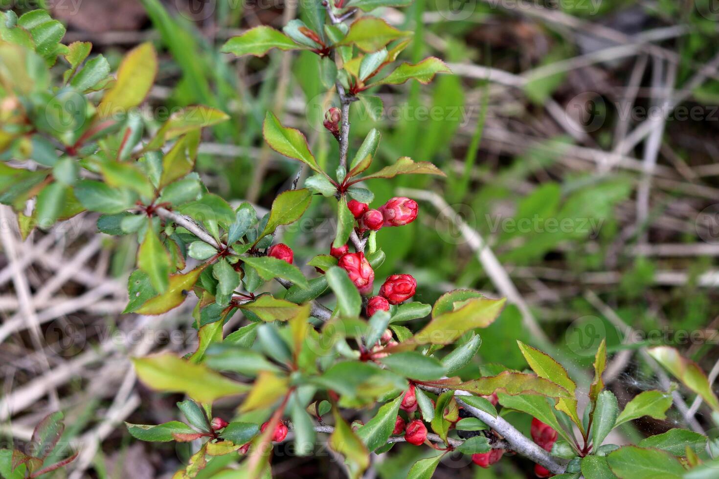 Red flower buds on a Japanese quince bush on a cloudy spring day in the garden photo