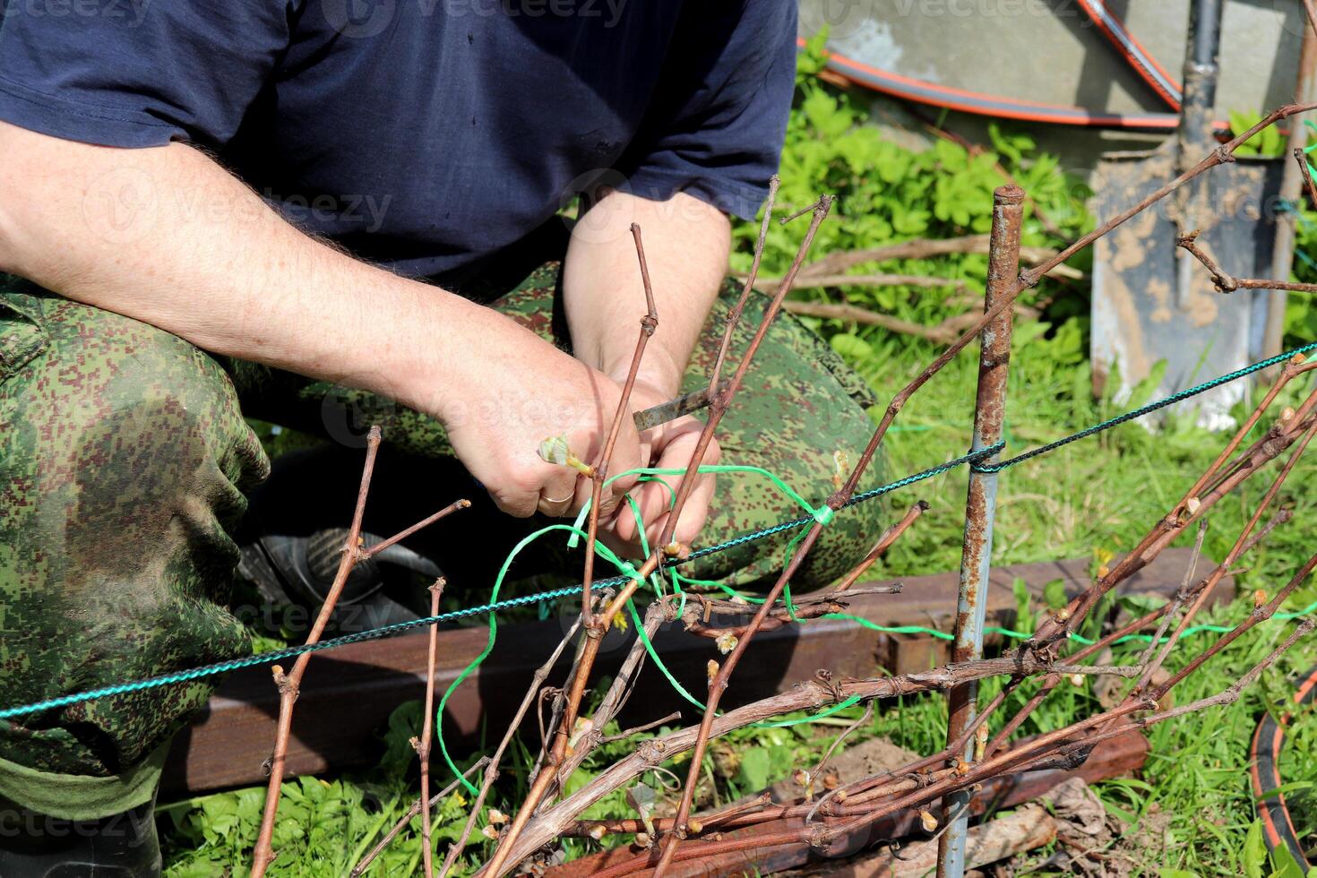Elderly farmer squatting with knife in hands tying branches of grape vine in spring garden photo