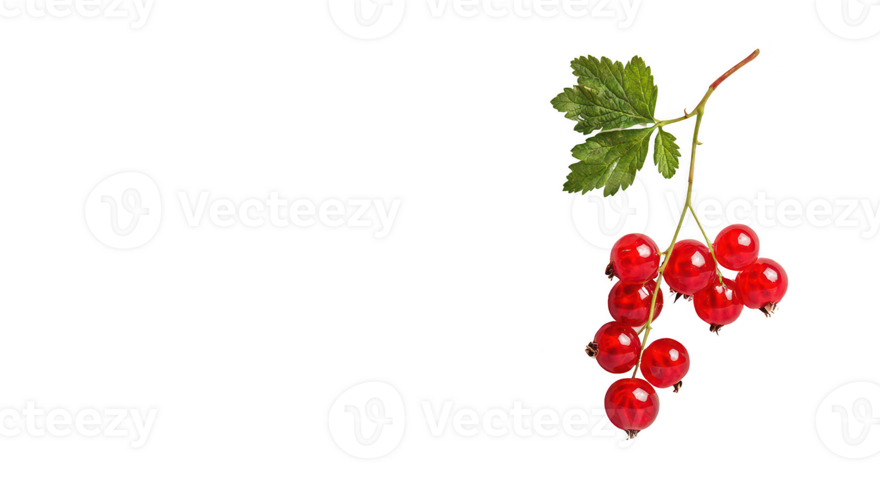 Vibrant Red Currants Branch with Green Leaves on Transparent Background png