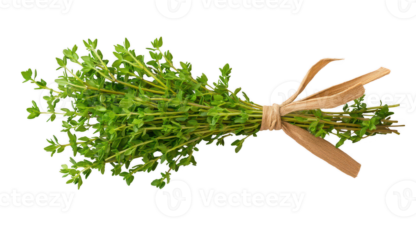A Fresh Green Thyme Sprig Tied with Twine on Transparent Background png