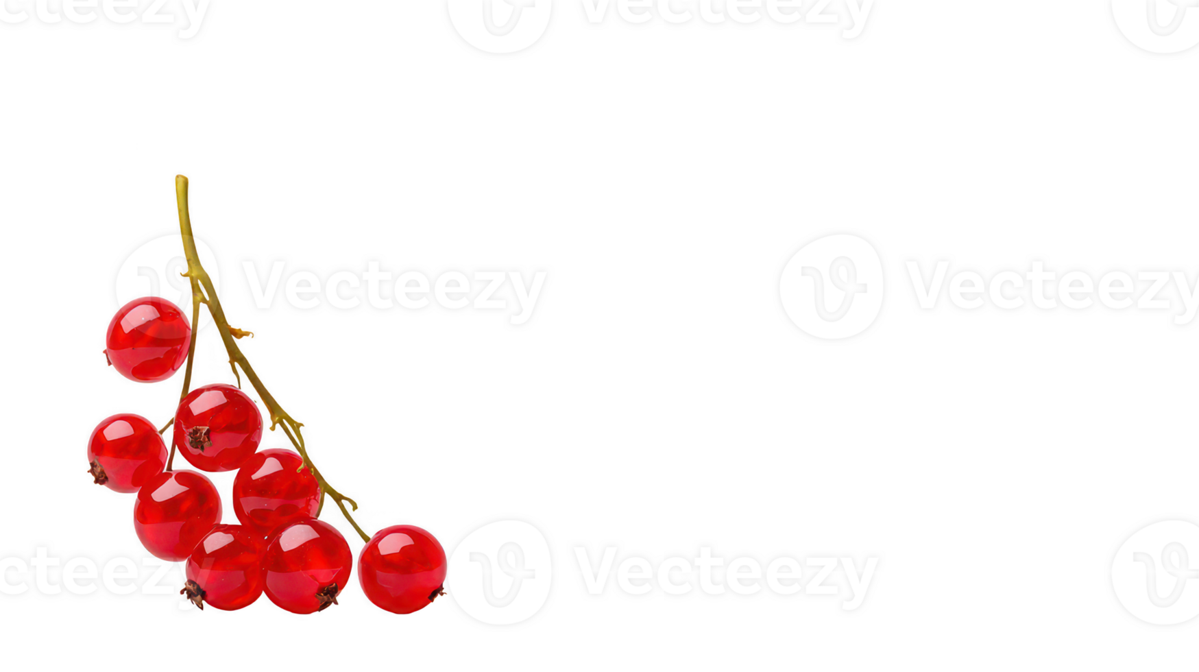 Vibrant Red Currants on Branch Isolated on Transparent Background png
