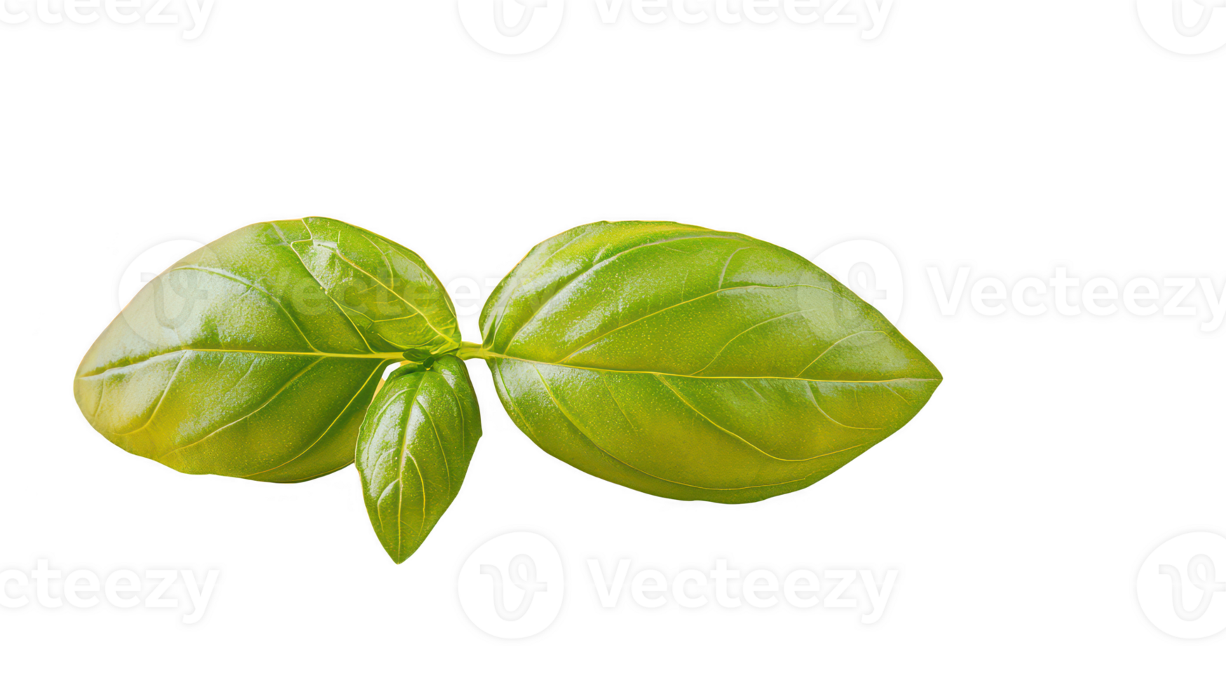 Vibrant Green Basil Leaves with Water Droplets on Transparent Background png