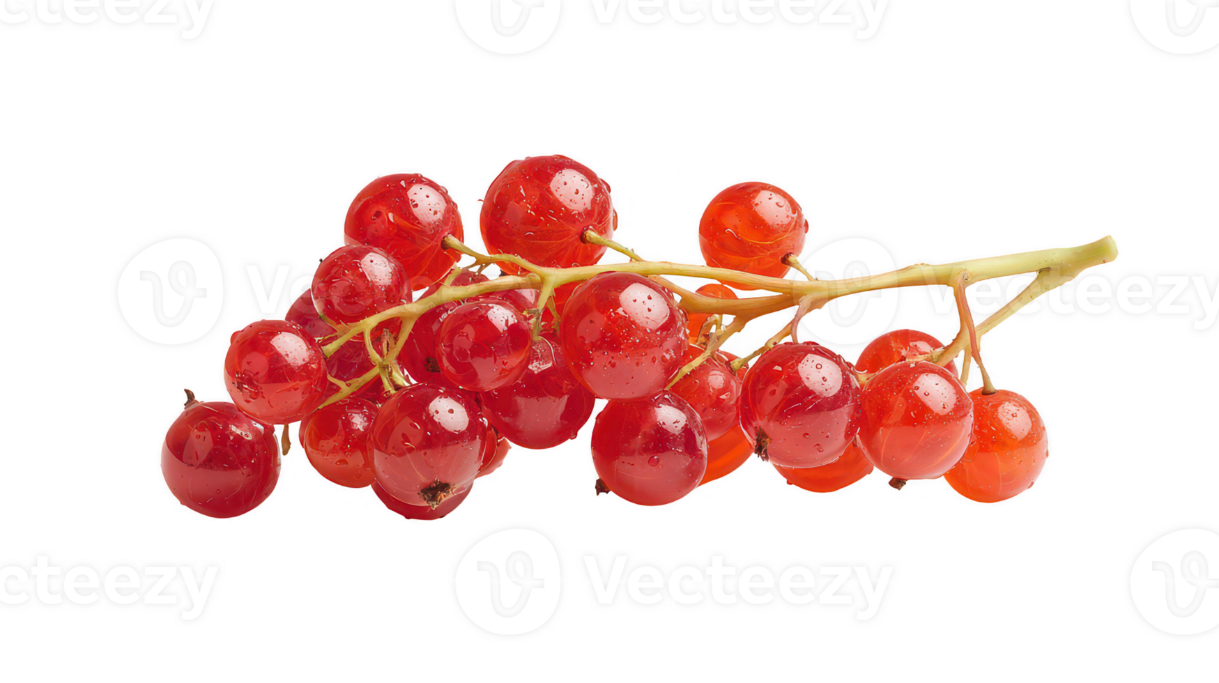 Red Currants on Branch Isolated Shiny Berries on Transparent Background png