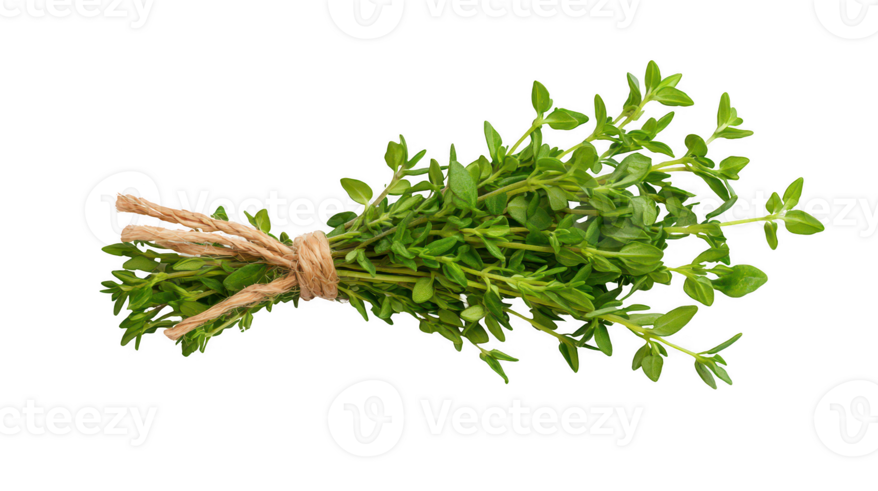 Fresh Green Thyme Sprig Tied with Twine on Transparent Background png