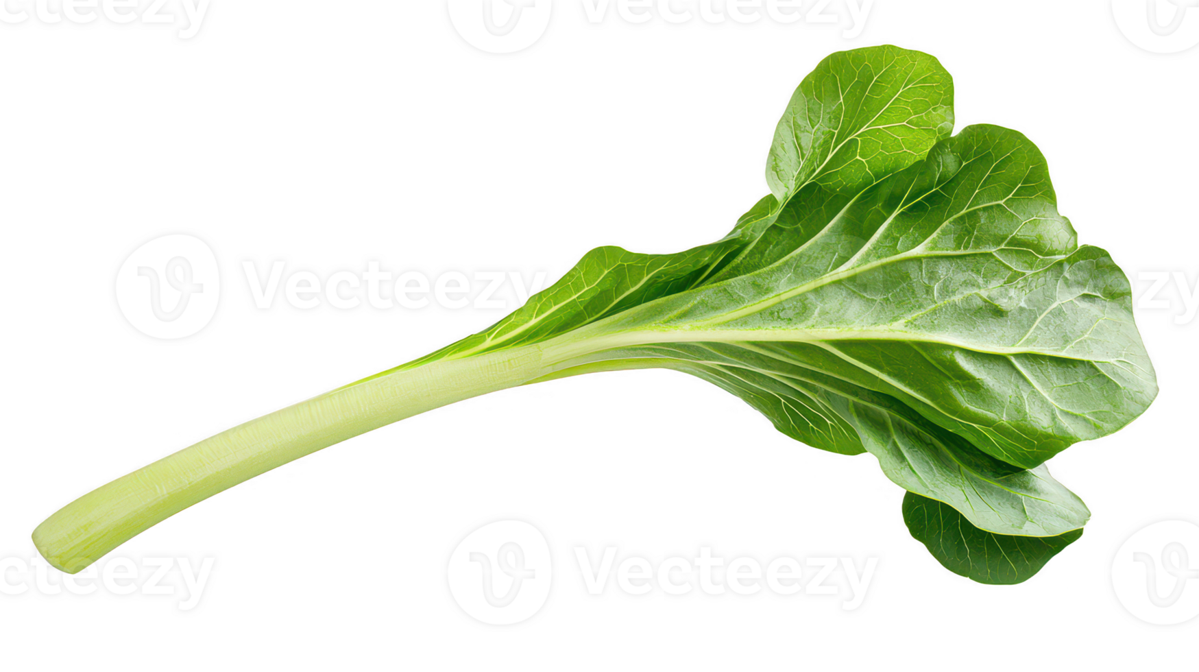 Vibrant Green Mustard Leaf with Pale Stem on Transparent Background png