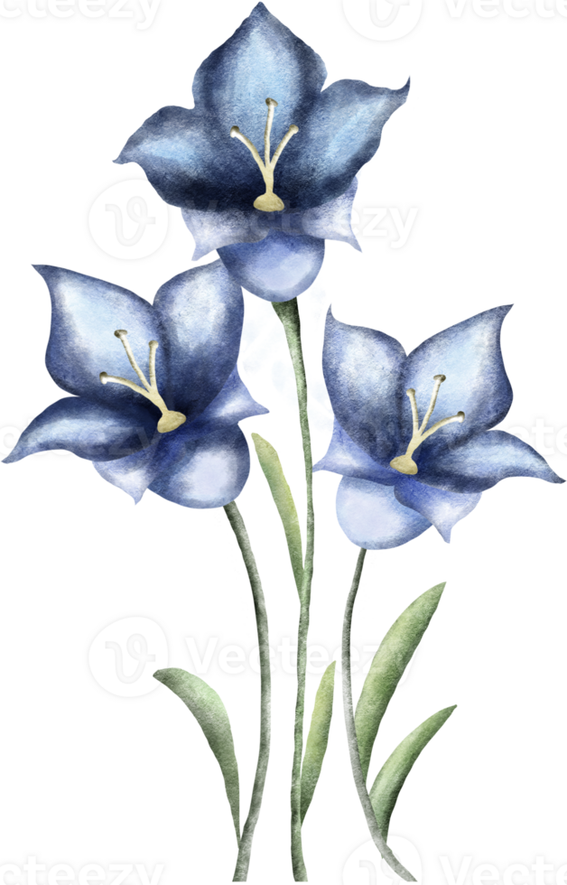 Blue three flowers png