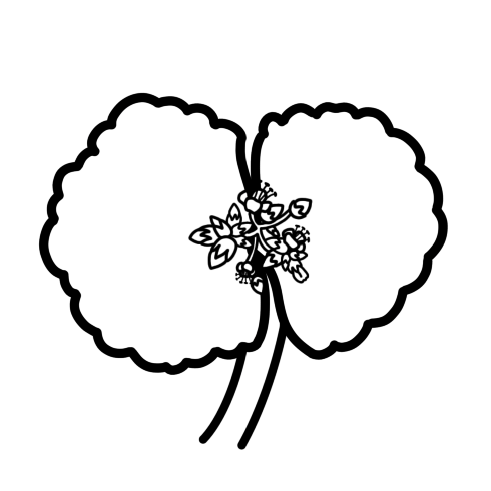 a black and white drawing of a umbrella crassulaflower png