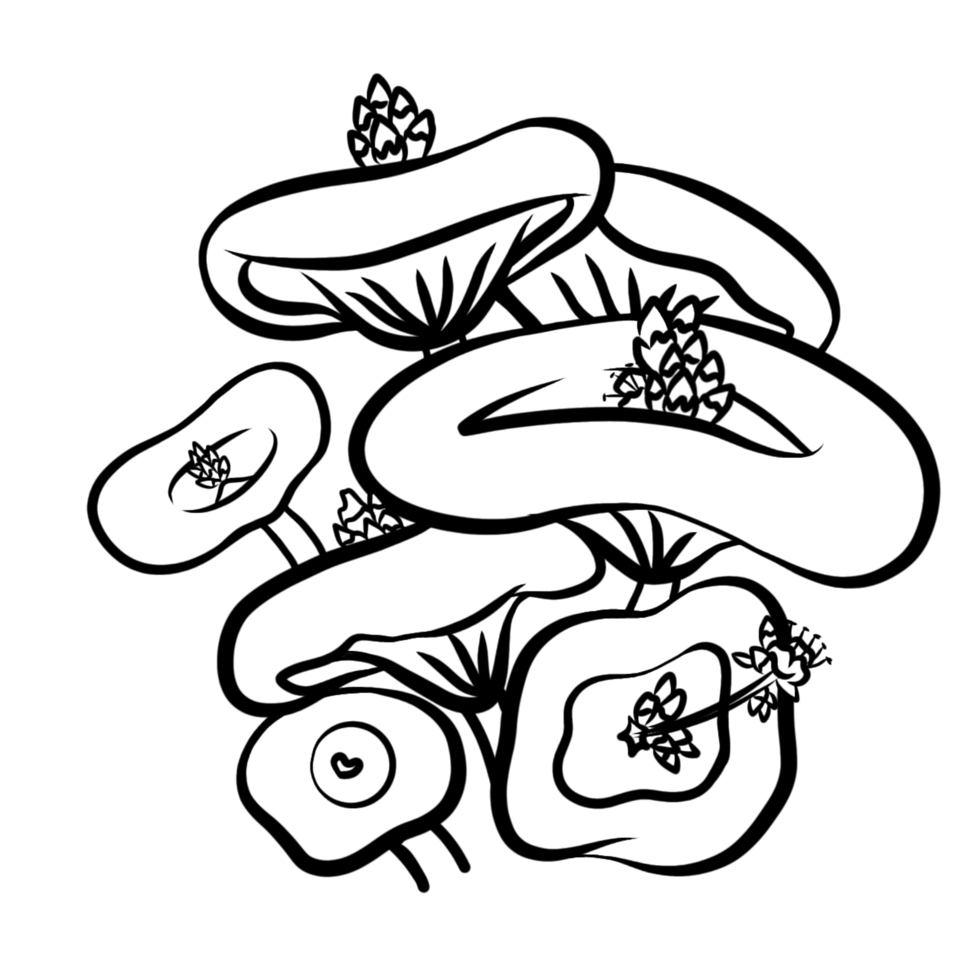 uniques crasulla flower rare png