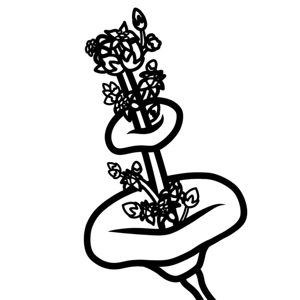 a black and white drawing of a crassula flower png