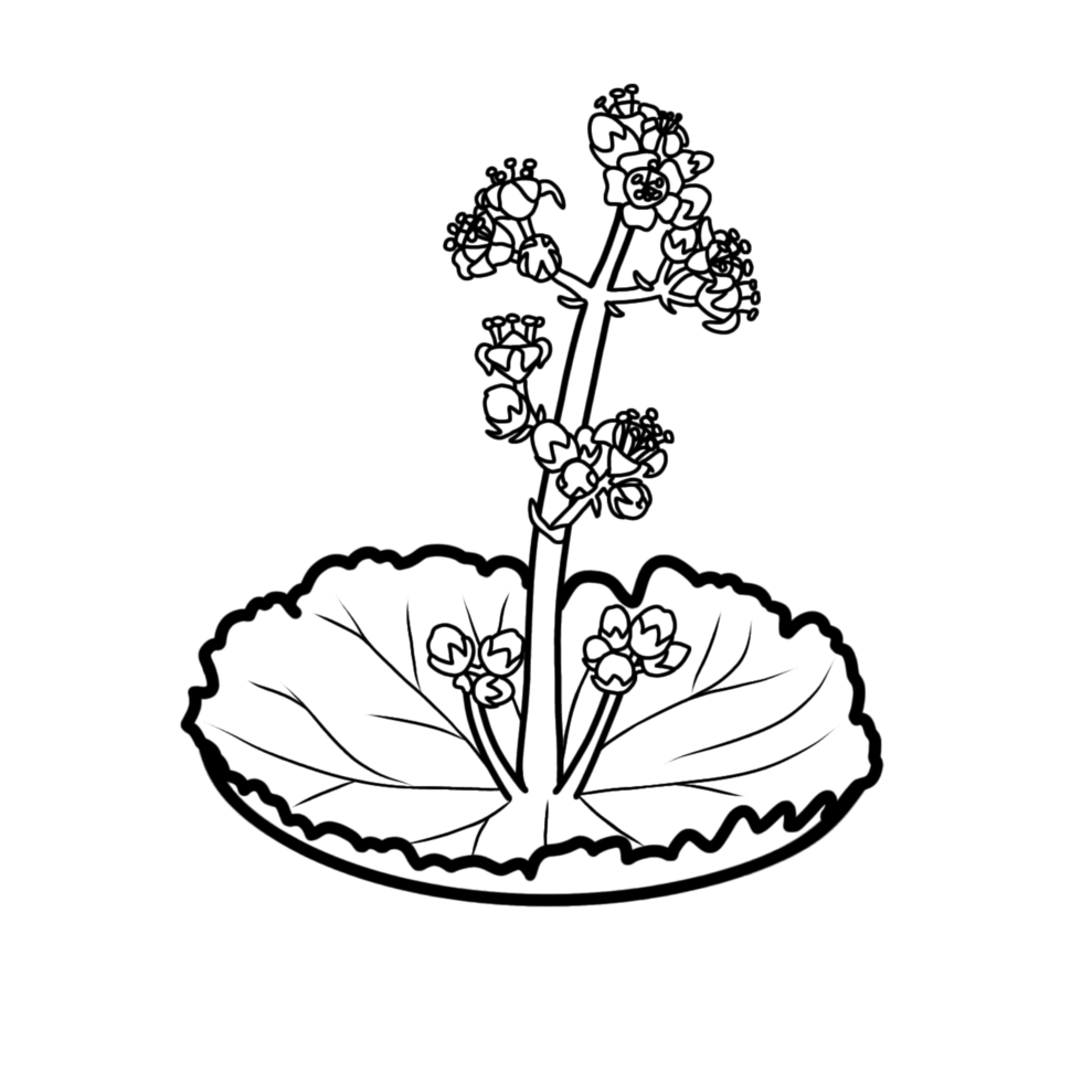 a black and white drawing of a crassula flowers png