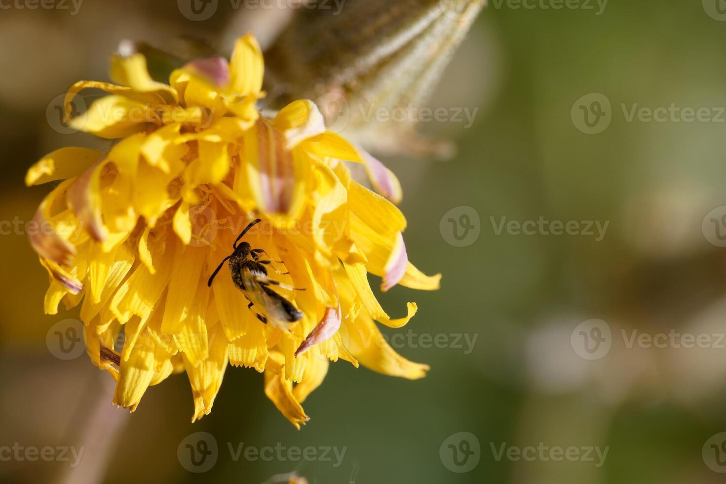 Bumblebee collects nectar from vibrant yellow flower during sunny afternoon in a garden photo