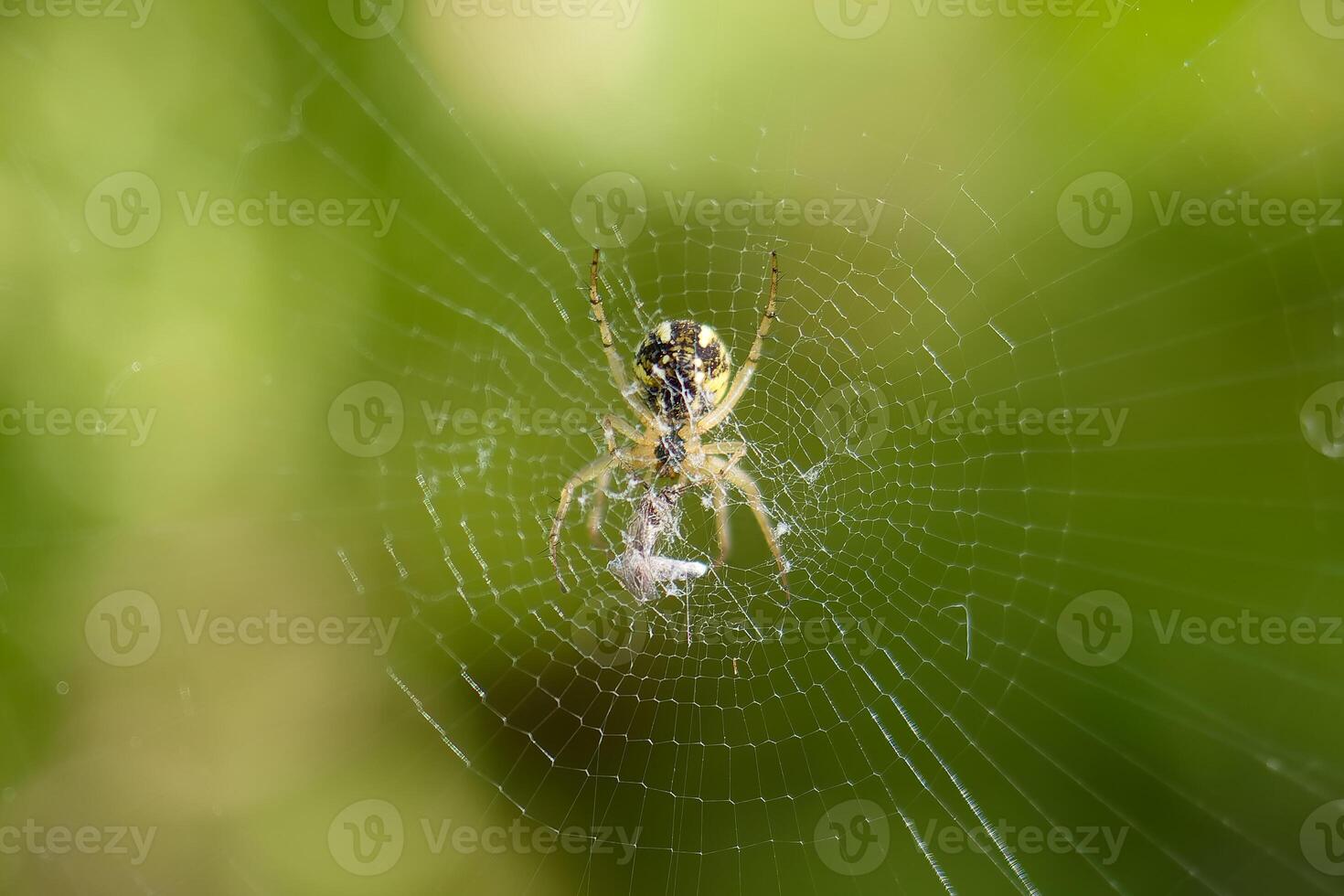 Close view of a spider weaving its intricate web in a garden during the warm afternoon sunlight photo