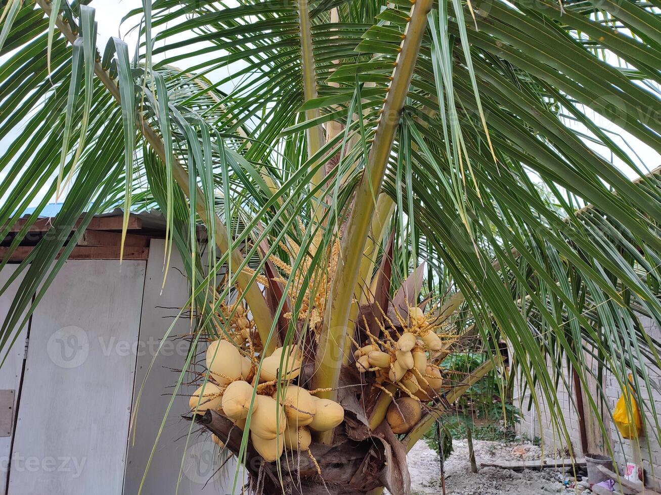 Coconut tree and fruit side view. Close-up palm photo