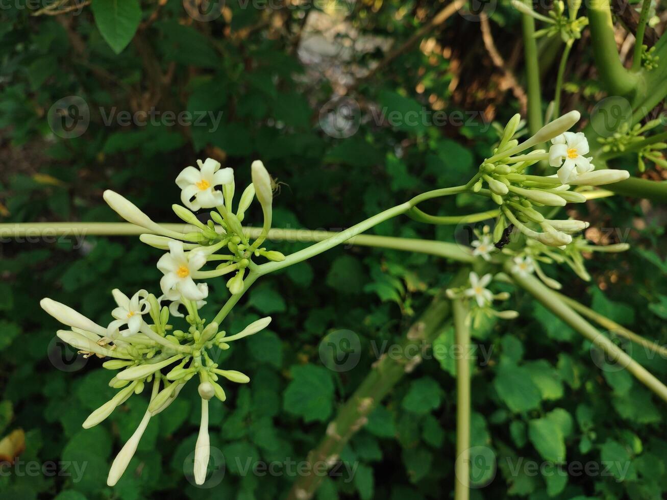 Carica papaya tree, papaya flowers blooming in the garden photo