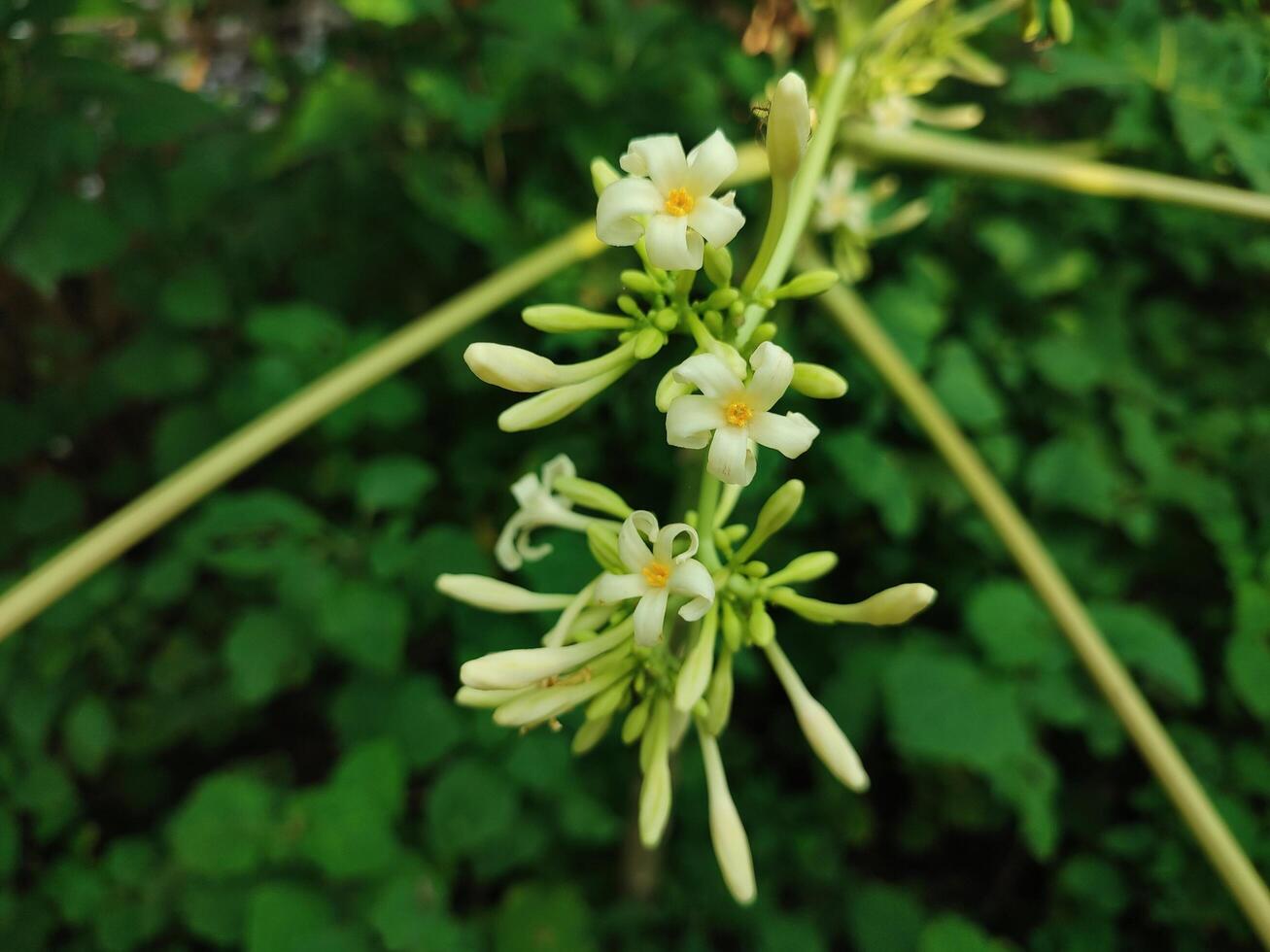papaya flowers blooming in the garden, Carica papaya tree photo