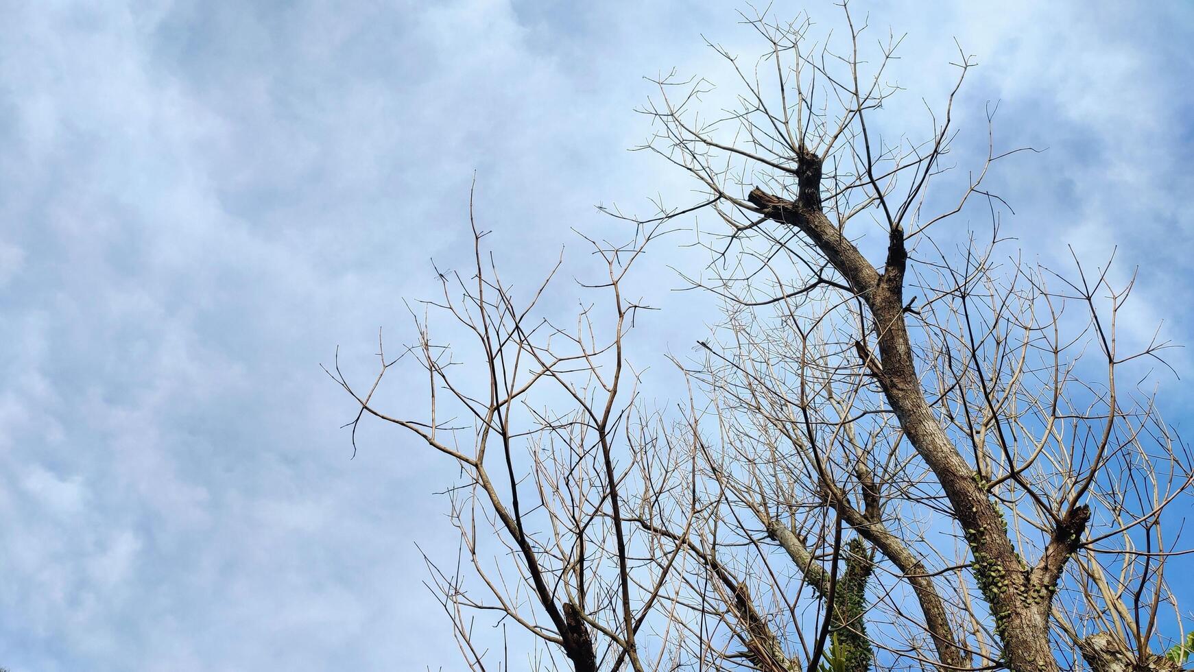 Dry Leafless Trees Against Bright Blue Sky in Tropical Climate photo