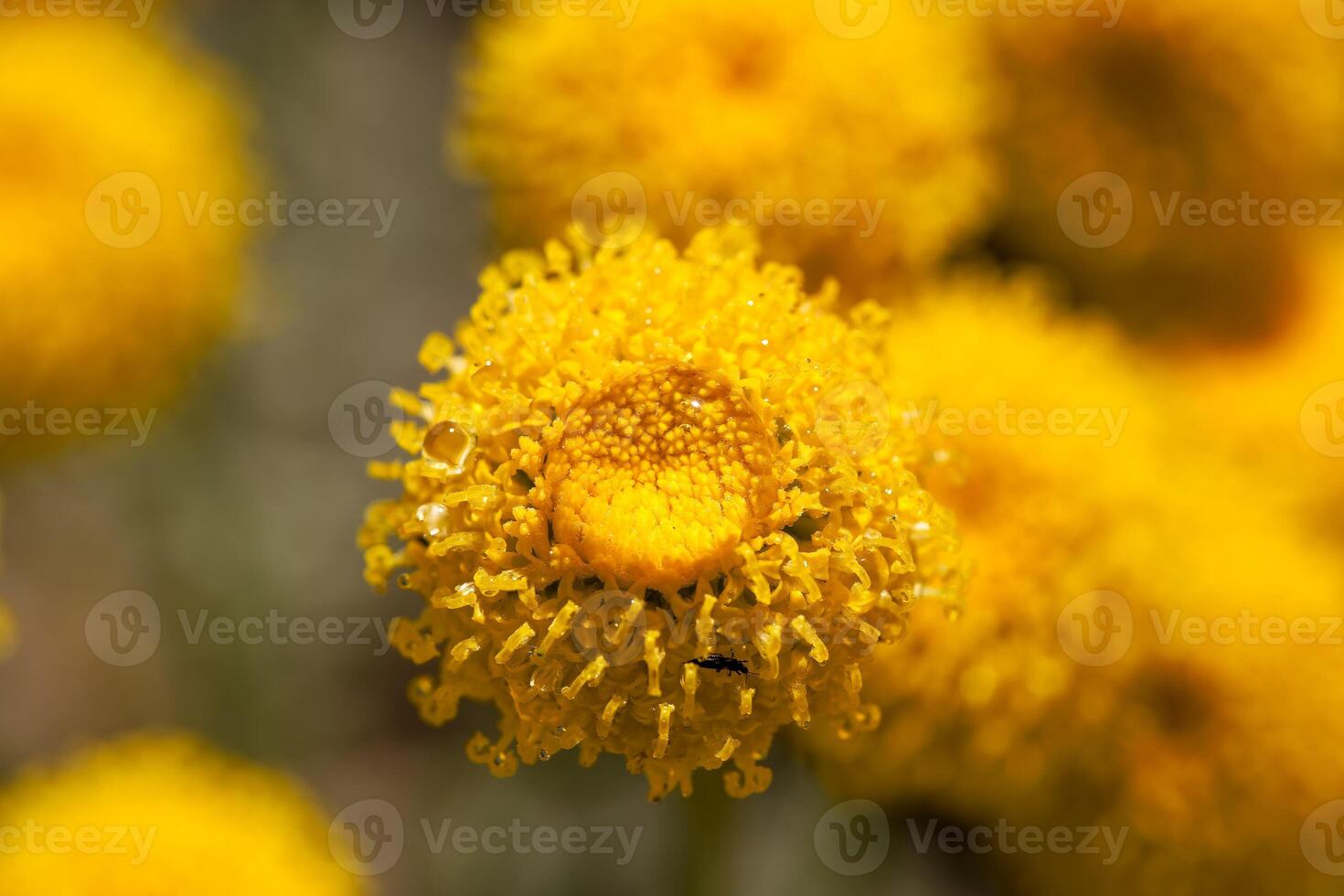 Bright yellow wildflower blooms in close up displaying vibrant textures in a natural setting photo