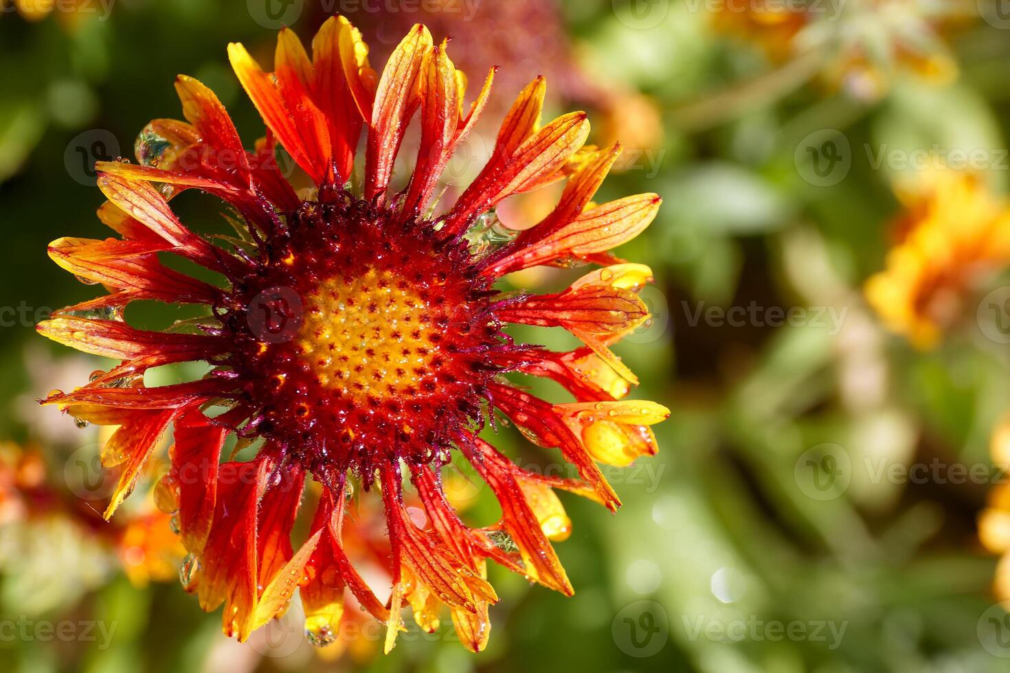 Bright red and orange flower with dew drops in a lush garden setting during the afternoon sunlight photo
