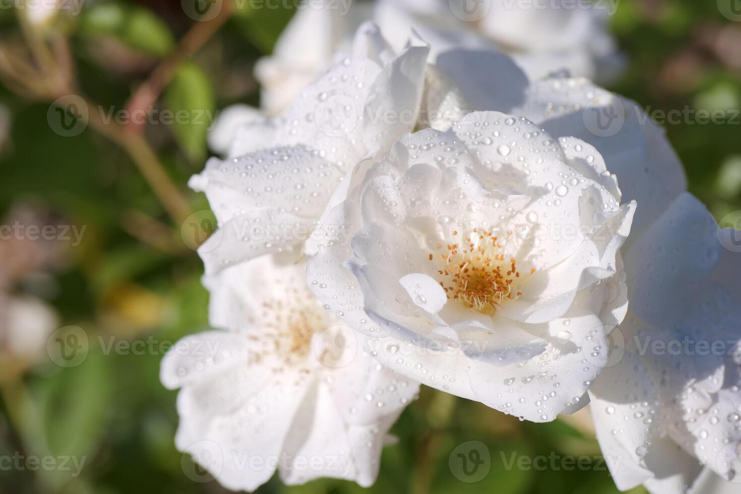 White roses glistening with water droplets in a sunny garden after morning rain photo
