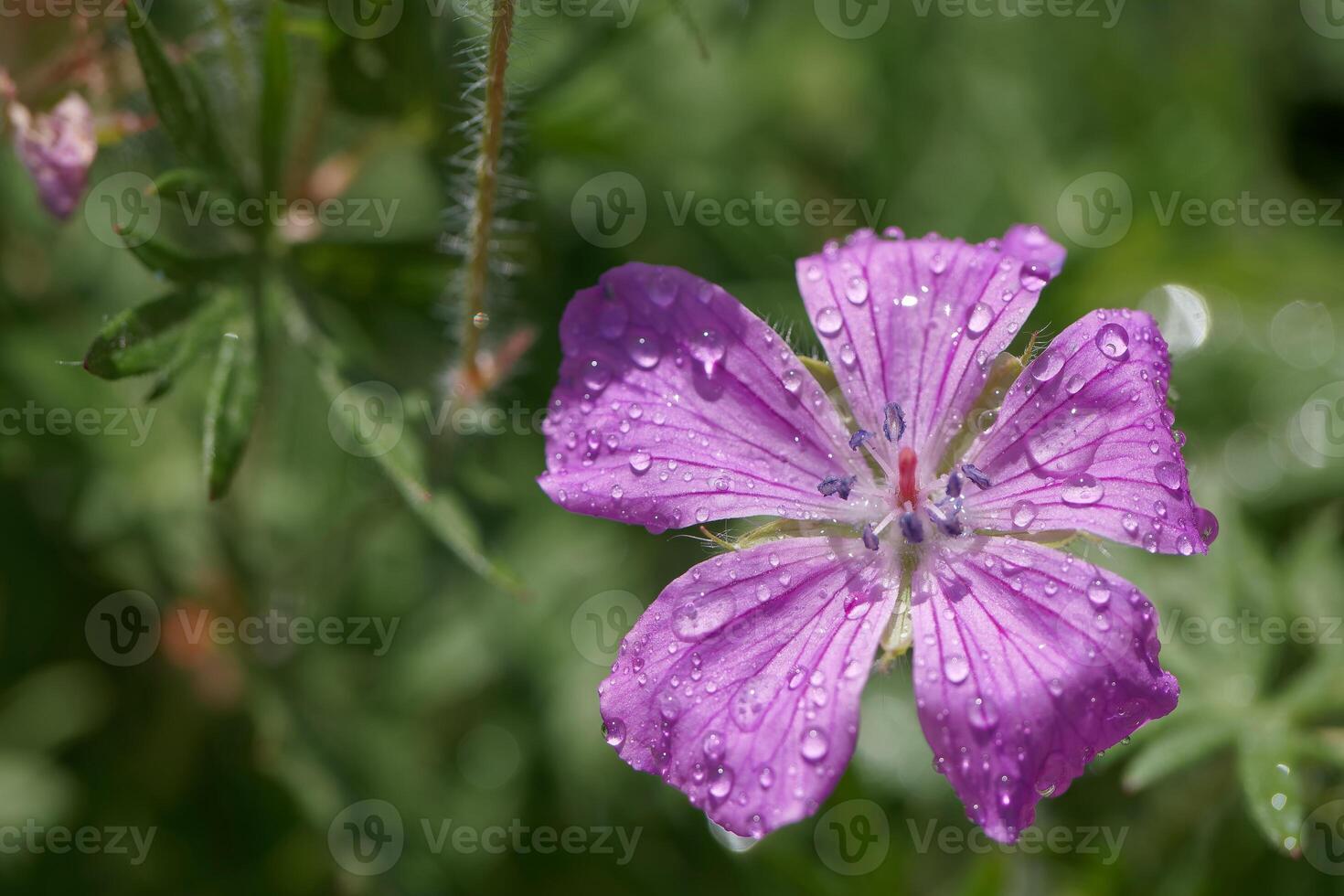 Purple flower with water droplets glistening in the sunlight photo