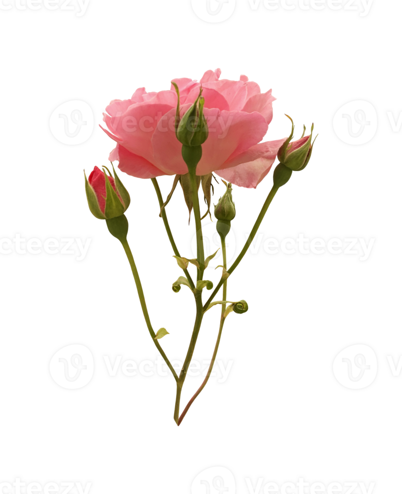 Light pink blooming delicate isolated rose flower branch with bud and stem, vibrant color cutout object for holiday decor, design, invitations, cards, soft focus and clipping path png