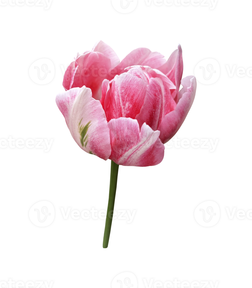 Pink tulip spring garden flower, cutout with clipping path isolated object, beautiful single springtime plant, floral element of design, decor png