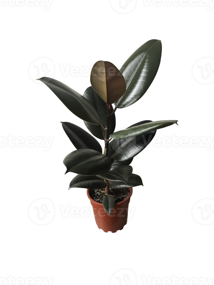 Ficus elastica houseplant with thick green leaves in simple flowerpot, indoor plant image for home decor, lifestyle, botanical-themed design, isolated object soft selective focus, clipping path png