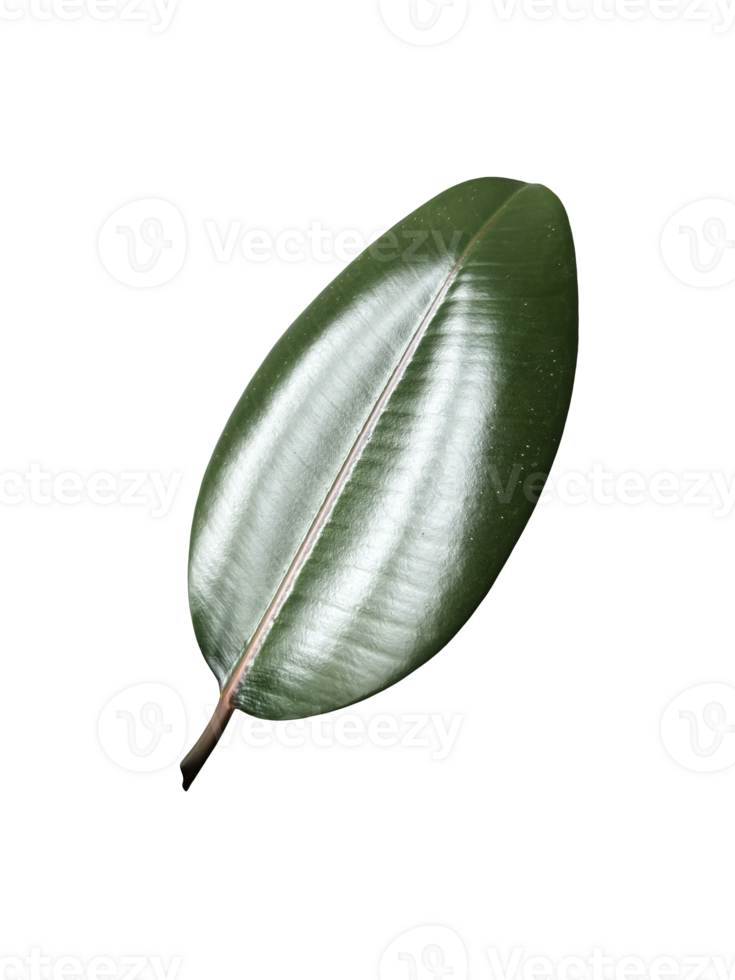 Green thick ficus elastica leaf houseplant isolated without shadow detailed image, soft selective focus, clipping path, for home decor, poster, news, encyclopaedia article, textbook or other design png