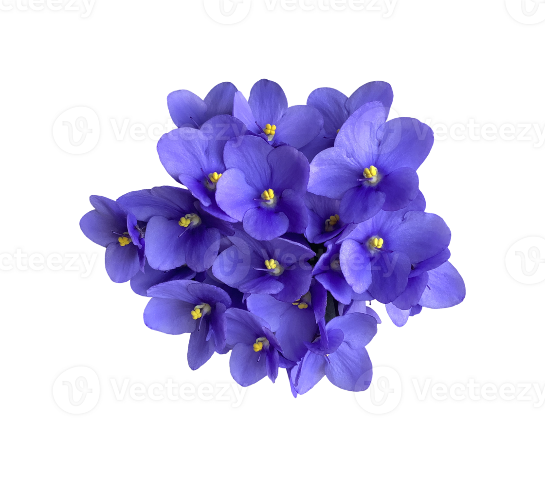 Violet viola flower blossom, home plant isolated object, clipping path selective focus, decorative element for design, home decor concept png