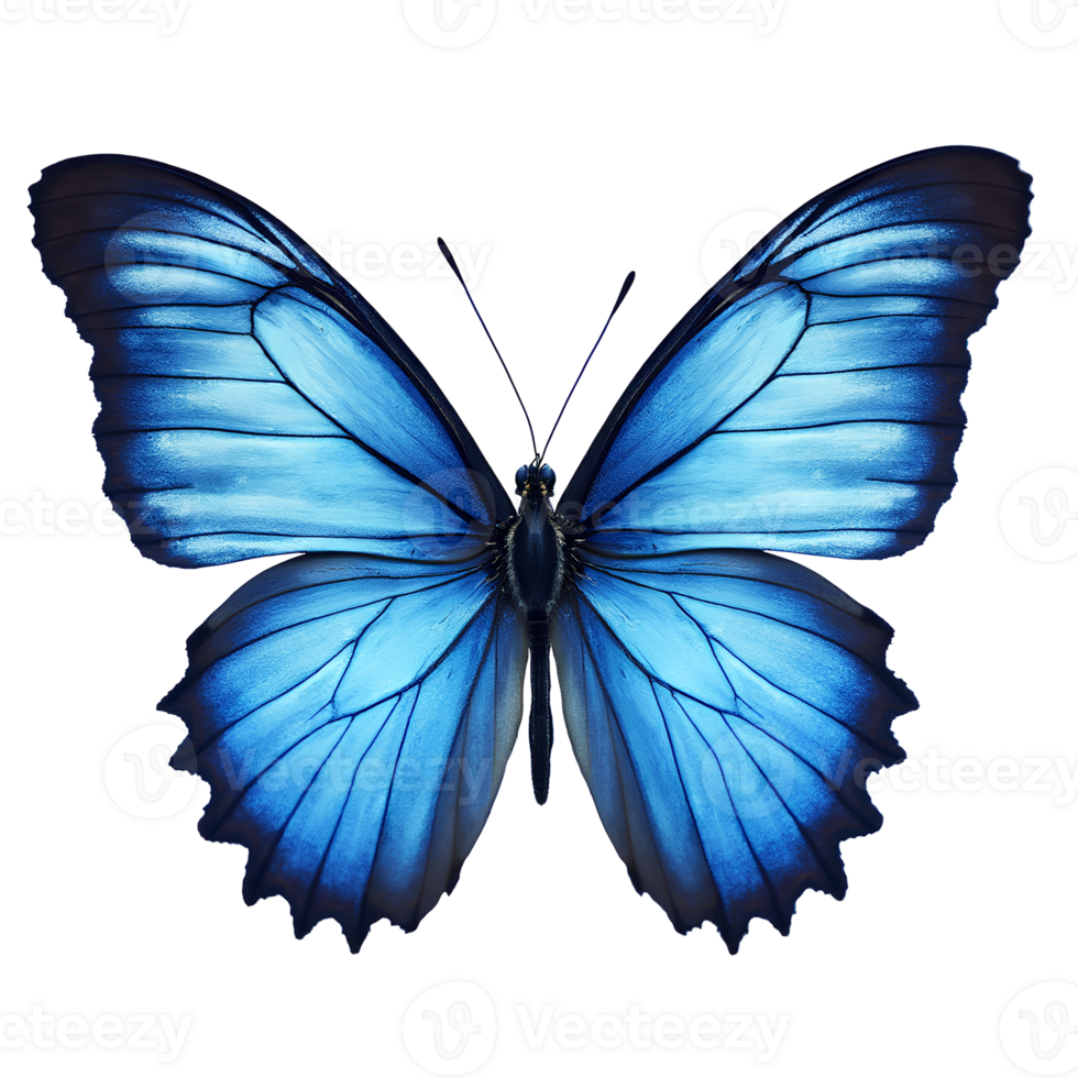 Isolated Blue Butterfly on Transparent Background - Elegant Flying Insect with Realistic Wings for Nature Illustration png