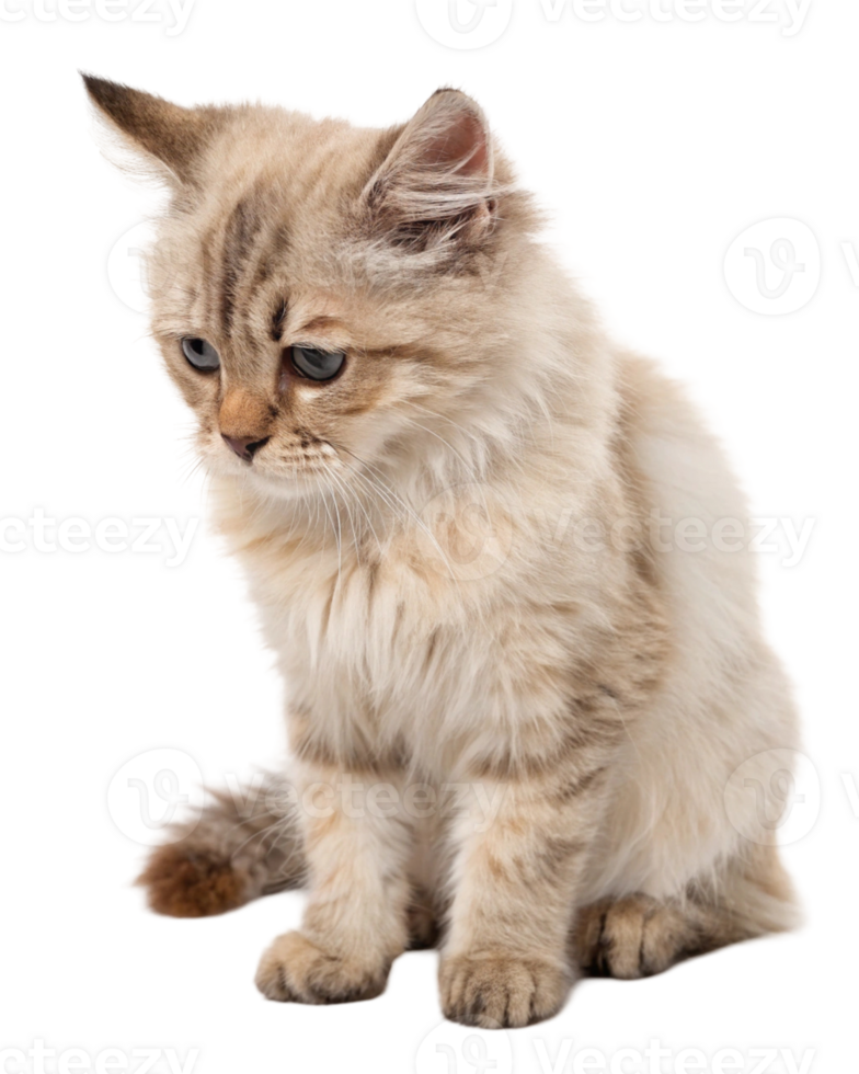 Sad Cat Face - Angry Expression Domestic Pet Isolated on Transparent Background png