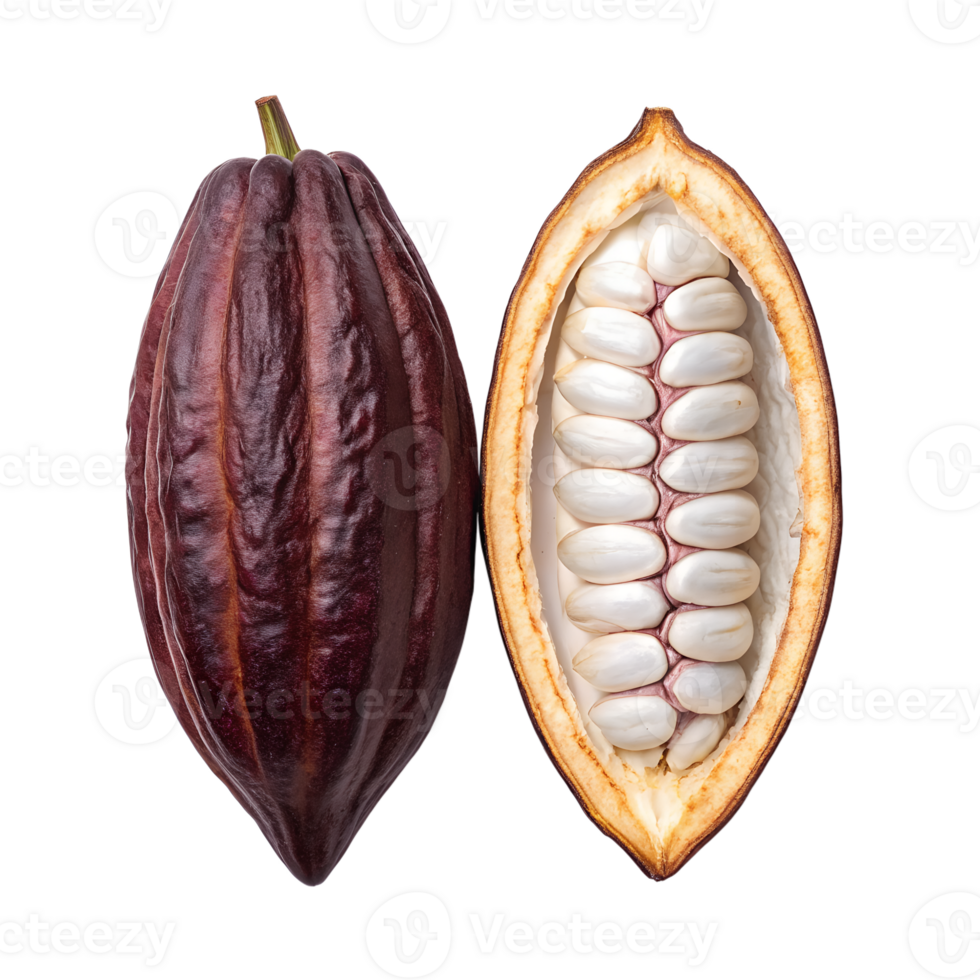 Closeup view of a whole and halved cacao pod revealing the white cacao beans inside a ripe pod png