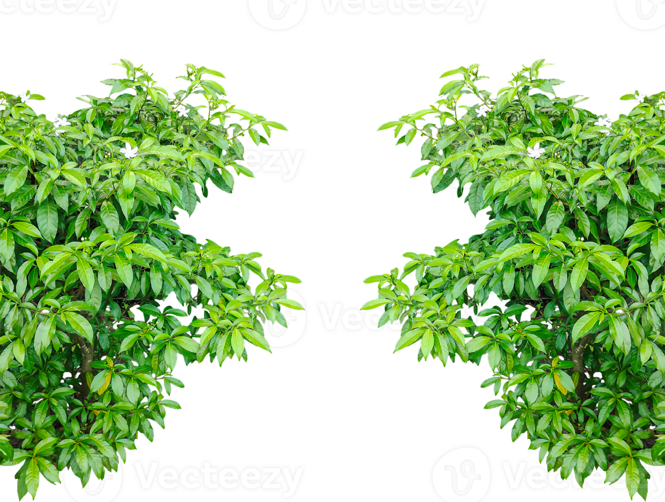 green leaf tree branch frame, Fresh green parsley herb leaves frame, isolated on a background, two green plants on a transparent background png