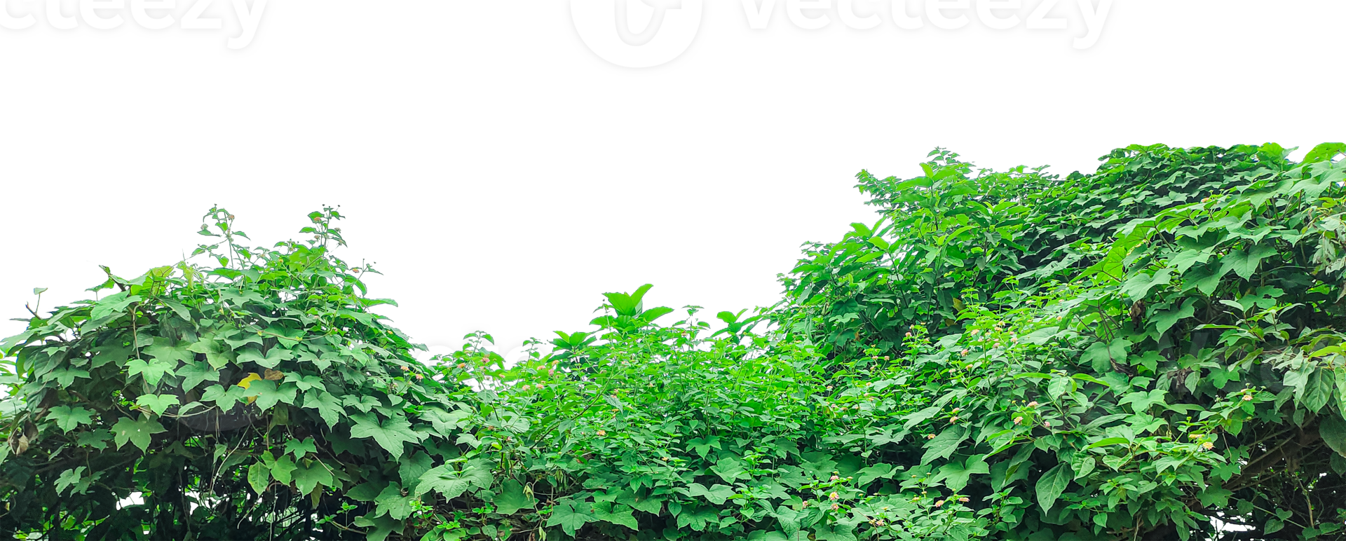 A green grass texture, green ivy leaves on a transparent background, Lush Green Foliage Under Clear Sky png