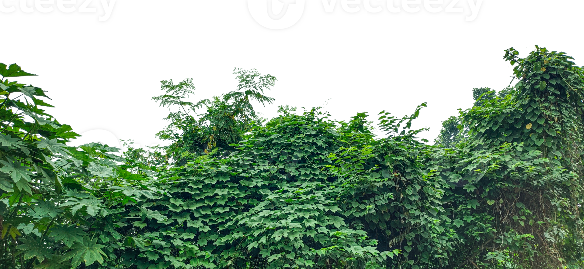 Lush green ivy and moss create a vibrant natural texture on the wall, showcasing a detailed pattern of leaves and flora png