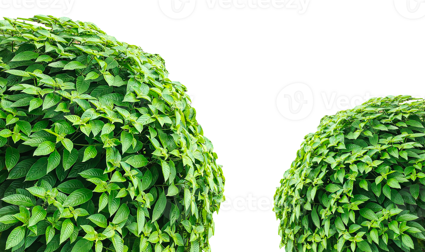 Fresh green foliage plant frame on a background, capturing nature's vibrant leaf texture and abstract, two green bushes on a transparent background png