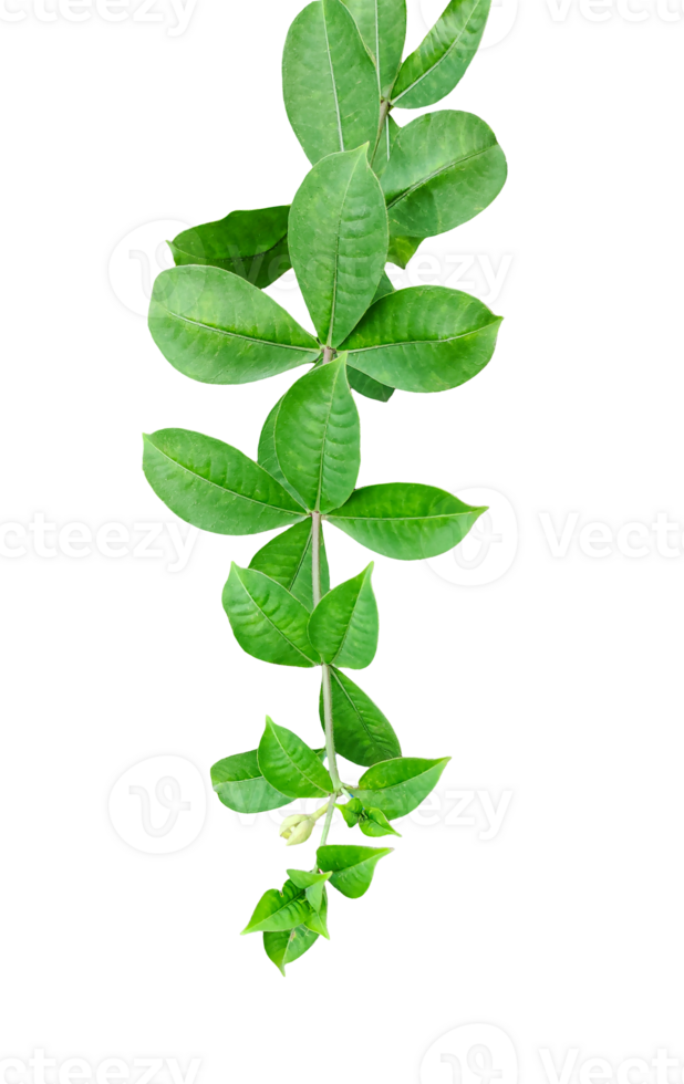green leaf isolated on , Fresh green plant leaf or branch isolated on background png