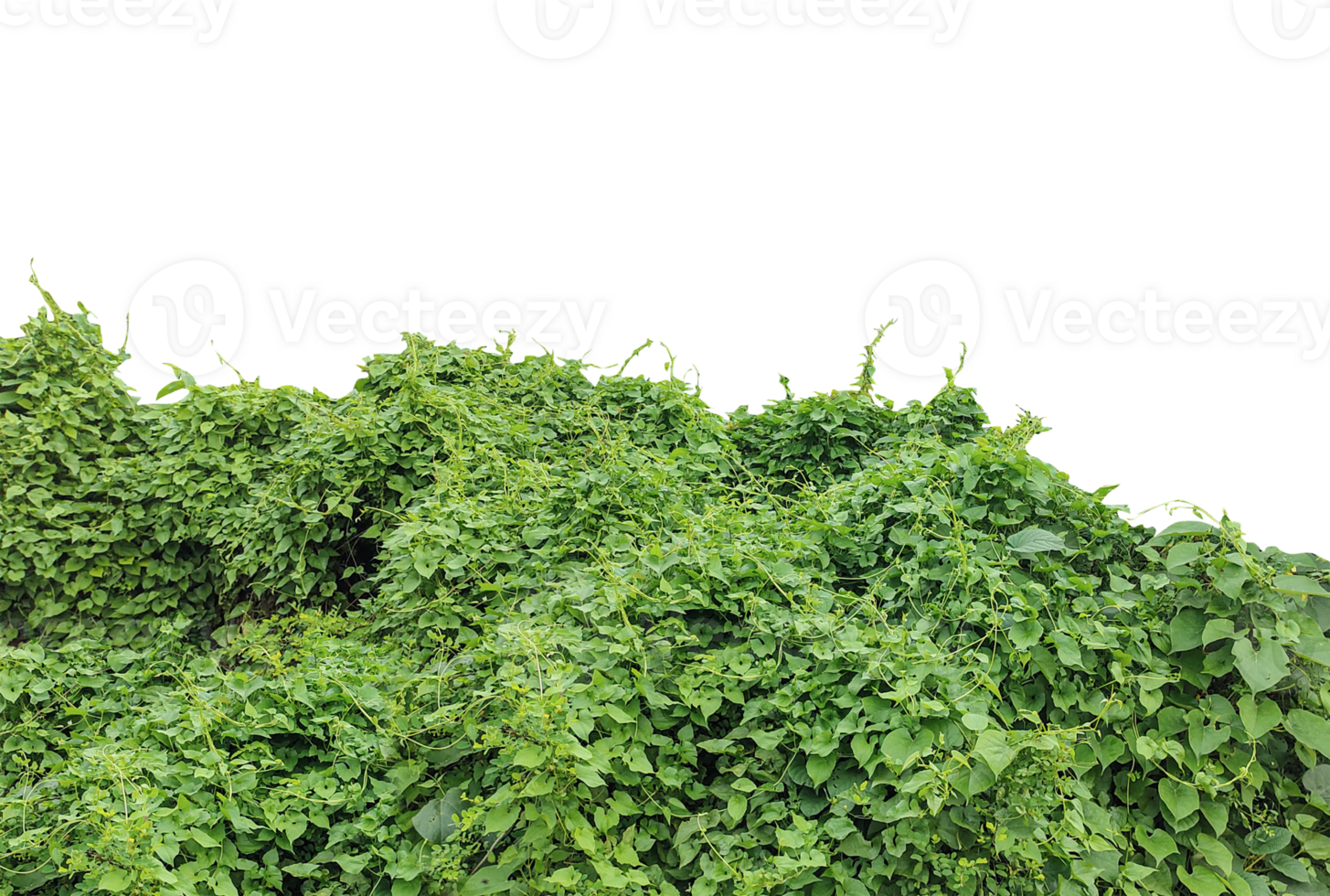 green ivy leaves frame, a bush with green leaves on it, Fresh green plant leaves isolated on a background, perfect for healthy food and organic garden themes png