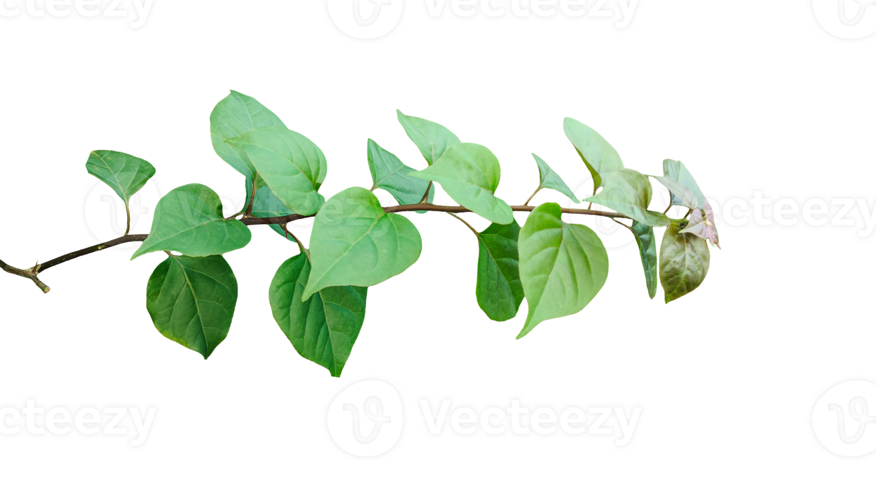 green tree branch with leaves isolated, Fresh green leaves on background, a branch with leaves on it, on a transparent background png