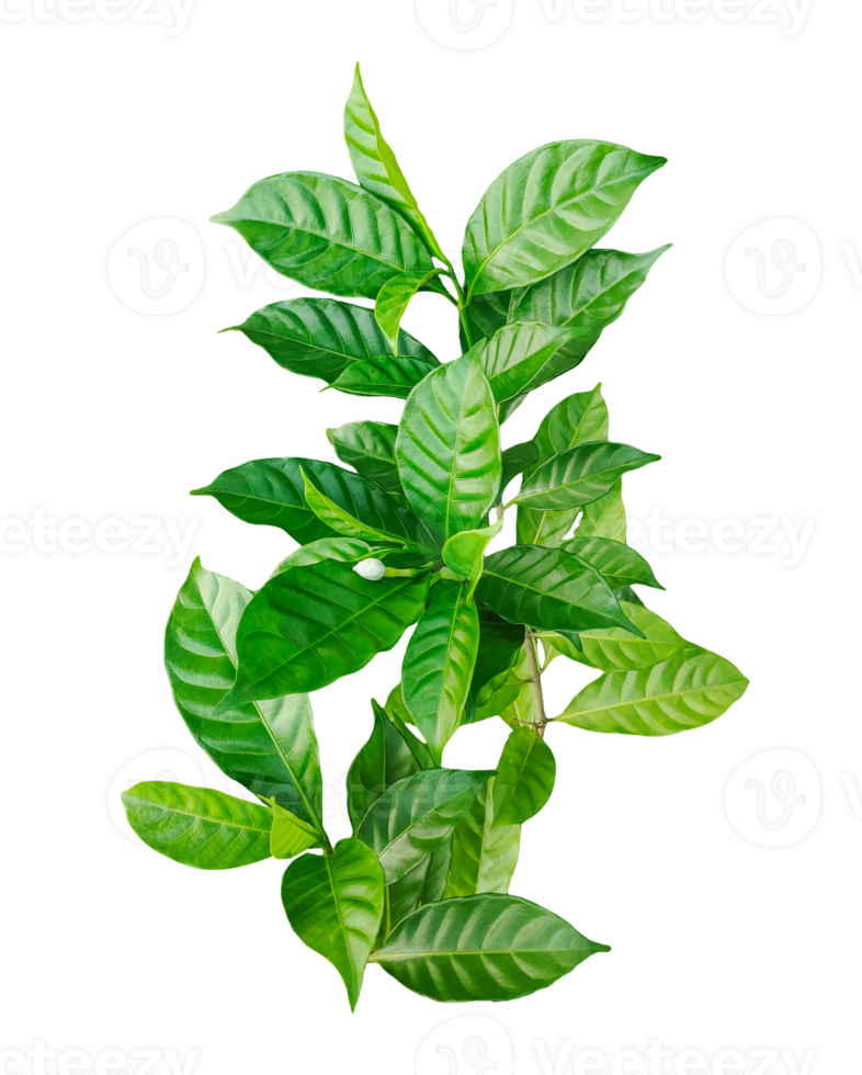 Green leaves and plant isolated on a background showcasing fresh foliage and nature's beauty png