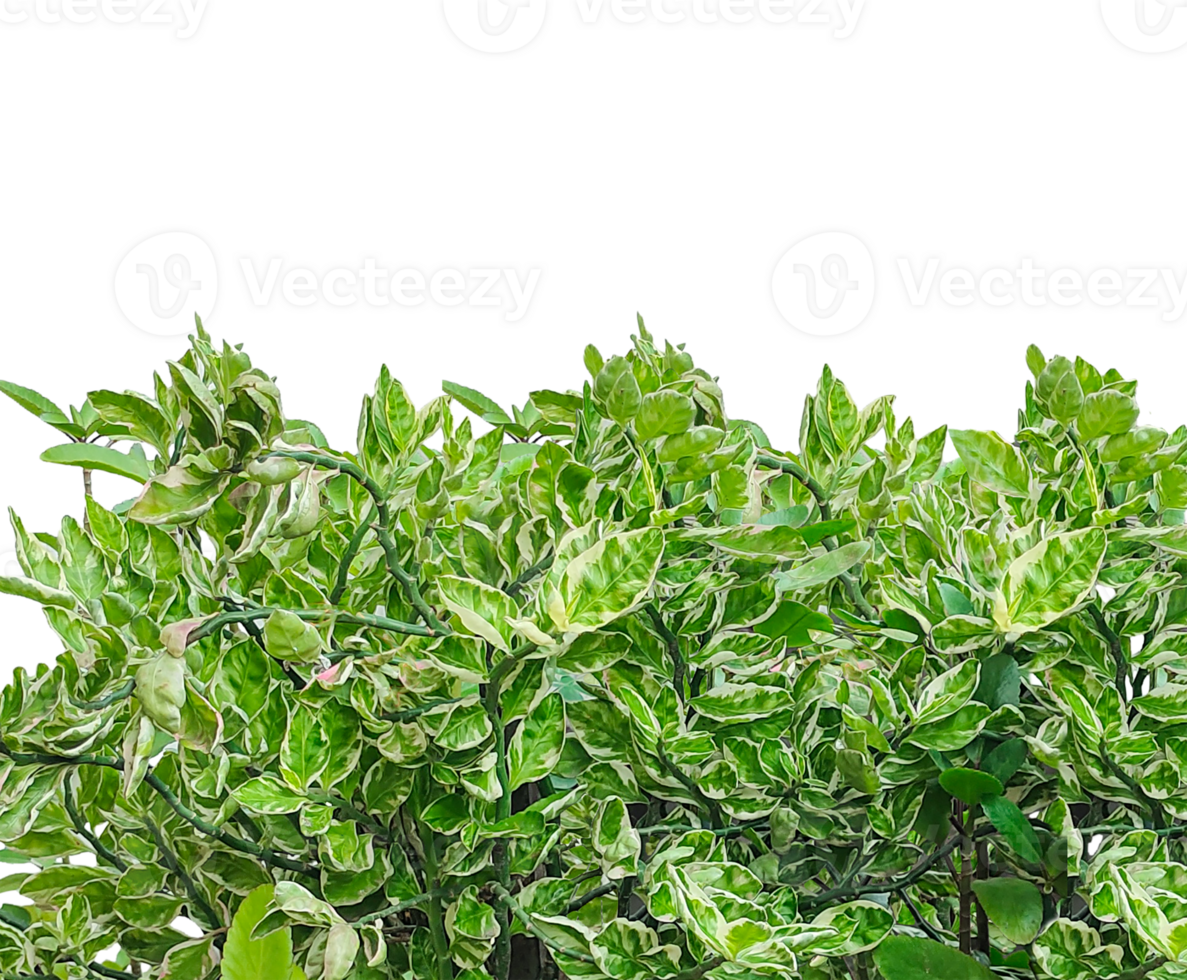 bunch of fresh herbs, a bush with green leaves on it, Variegated Euphorbia tithymaloides with Green and Leaves, png