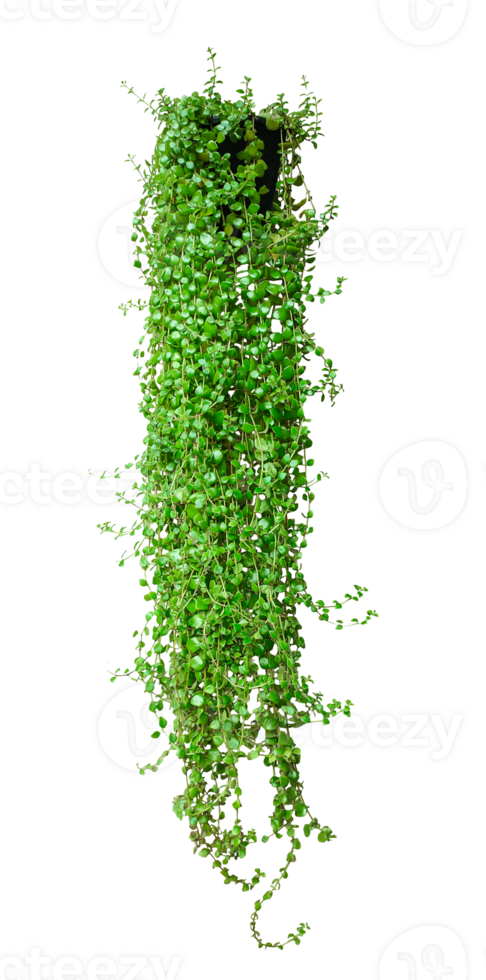 Fresh organic green ivy bush with a vibrant leaf, isolated on for natural food designs, green plant hanging from a plant pot on a transparent background, Hanging Green ivy Plant, png