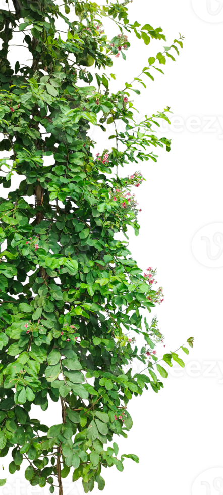 a tree with green leaves and flowers on it, green tree branches, Lush green ivy and moss create, png