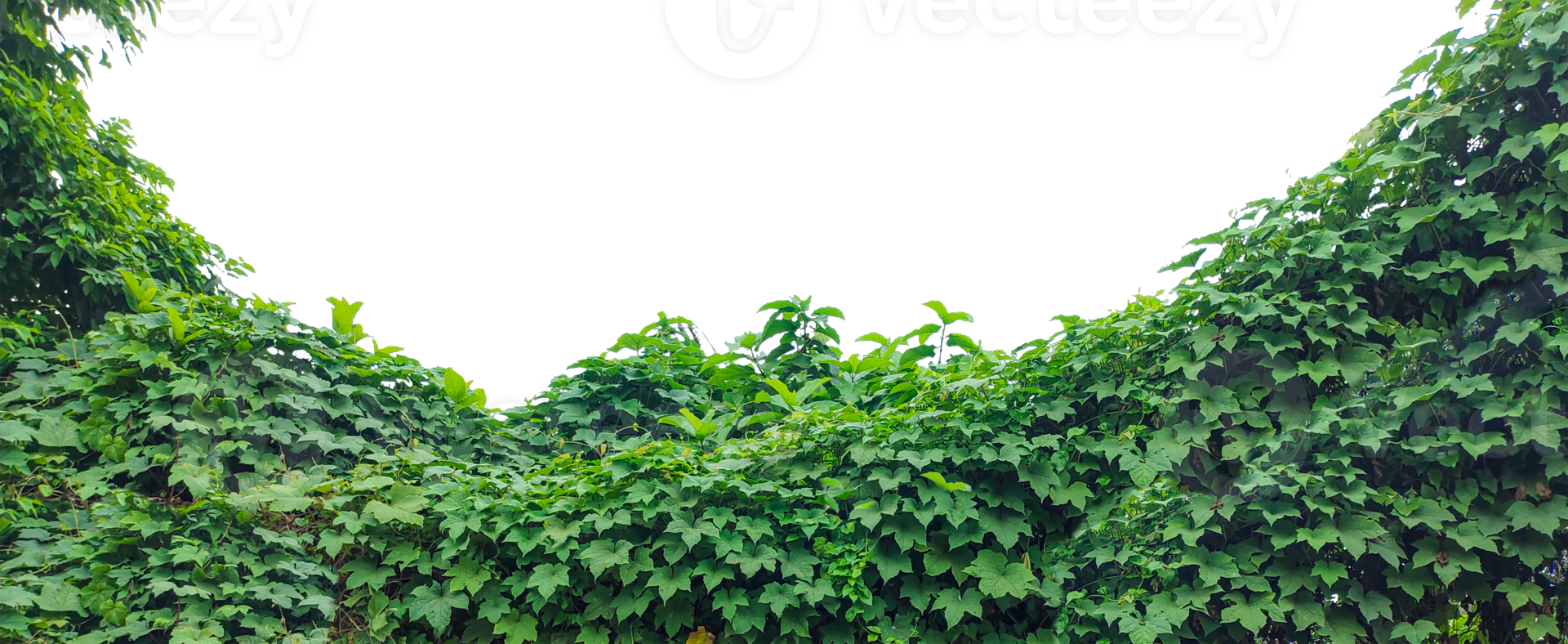 green grass texture, green ivy leaves on a transparent background, Lush Green Foliage Under Clear Sky png