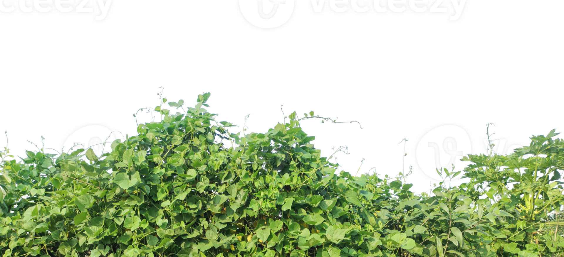 a green field with trees and bushes, a green wall with plants on it, green ivy leaves frame, a bush with green leaves on it, Fresh green plant leaves isolated on a background, png