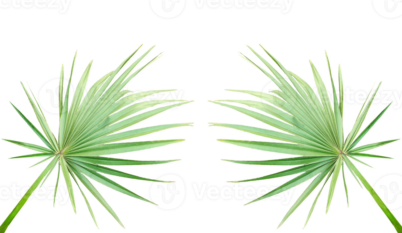 cannabis leaf isolated on , two palm leaves frame on a transparent background, Cannabis leaf with natural greenery on background png